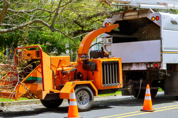 How Our Tree Care Process Works  in  Brewster, WA