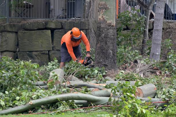 Tree and Shrub Care in Brewster, WA